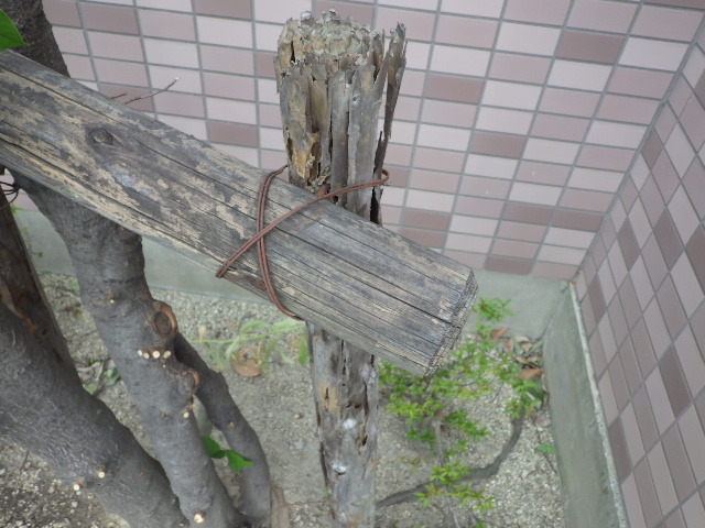 IMGP0383