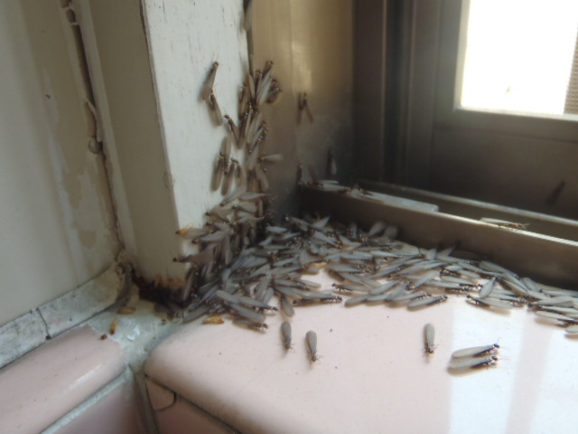 ヤマトシロアリ群飛写真